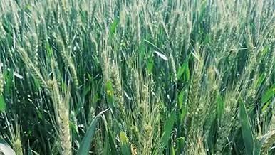 农作物小麦4K高清实拍视频素材视频的预览图